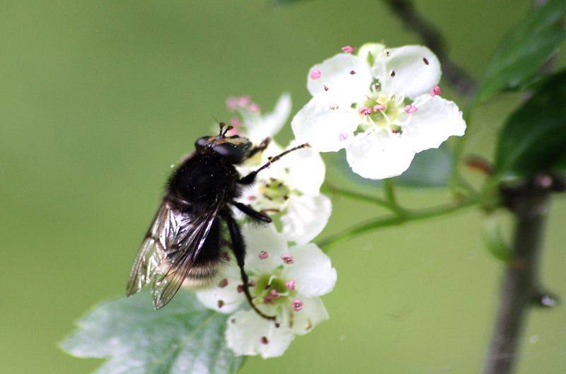 Serie di Syrphidae del Parco del Ticino